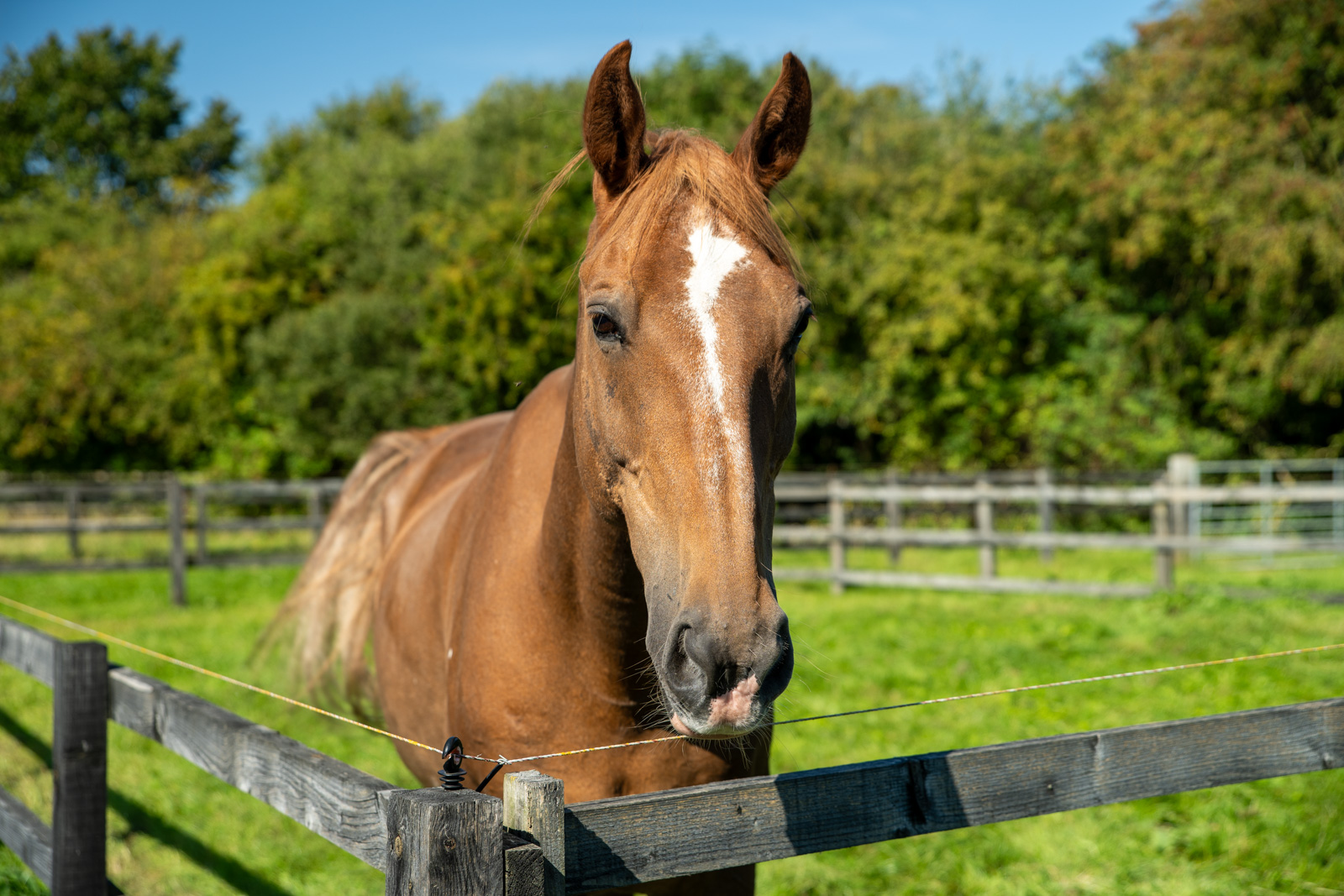 Rainbow Equine Hospital (Web) 066