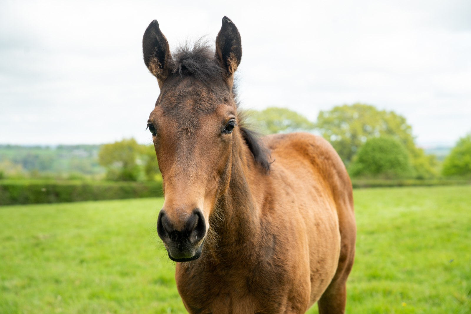 Stringer Equine (Web)-115