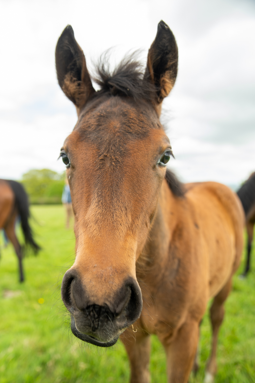 Stringer Equine (Web)-95